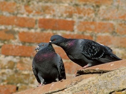 Dos palomas, en un tejado.