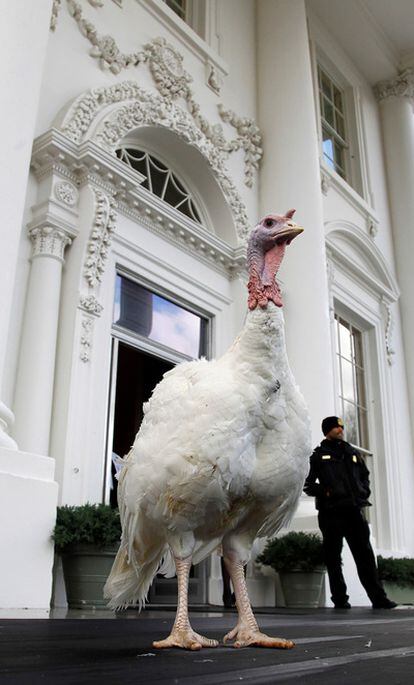 El pavo Liberty, en la Casa Blanca, el 23 de noviembre de 2011