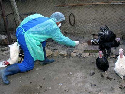 Un trabajador de los servicios veterinarios intenta atrapar aves de corral en Ceamurlia de Jos (Rumania).
