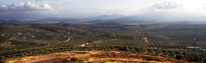 Vista desde Úbeda de los campos de olivos que se extienden hasta la sierra de Cazorla.