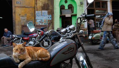 Un gato en una calle de El Cairo.