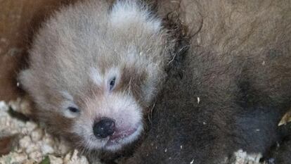 Little Red, la cría de panda rojo nacida en el centro Paradise Wildlife Park de Broxbourne (Reino Unido), horas después de su nacimiento. 