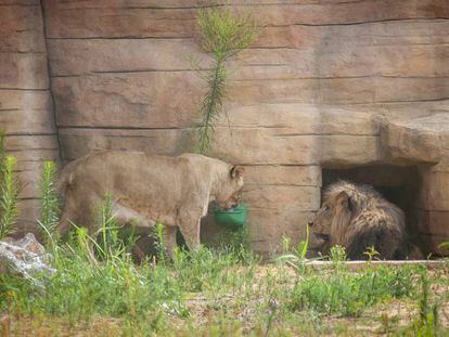 una lleona amb el lleó mascle del zoo de Barcelona.