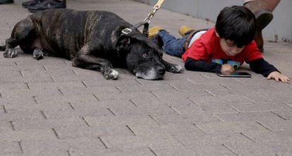 Ni&ntilde;o con perro en la calle