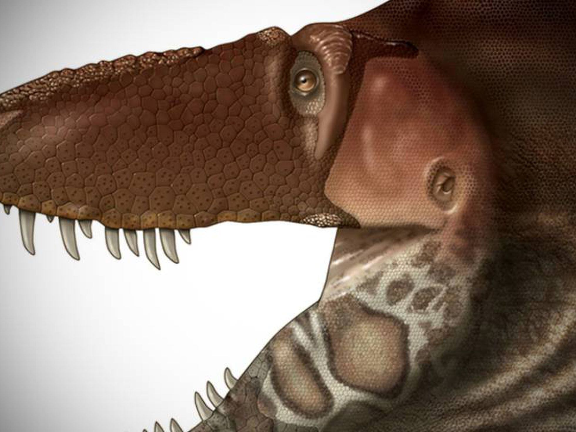 Dinosaurios: La cara más sensible del tiranosaurio | Ciencia | EL PAÍS