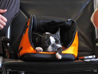 En avión, coche, tren... 14 accesorios (imprescindibles) para viajar con tu perro