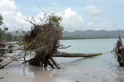 Incluso los árboles más poderosos, que hacían de contención a las olas, han sucumbido a su potencia y van dejando cada vez más al descubierto las 1.067 hectáreas de bosque inundable del parque de Cahuita, que además comprende 22.300 marítimas y 600 de arrecife de coral.