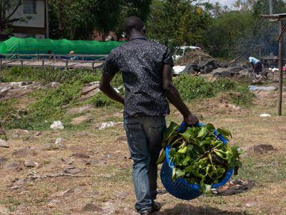 Daniel vive cerca de la playa de Dunga (Kenia). En la imagen, recoge jacintos para alimentar el digestor de biogás.