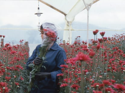 Una imagen de 'Amor mujeres y flores', de la colombiana Marta Rodríguez.