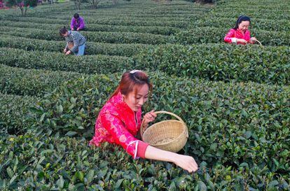 Uma plantação de chá na província chinesa de Yichang Hubei em 19 de fevereiro.