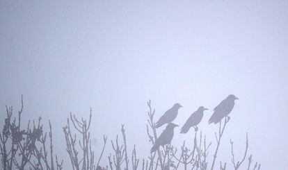 Unos pájaros permanecen sobre un árbol en medio de una densa niebla de una tarde de otoño en Pattensen, en el centro de Alemania.