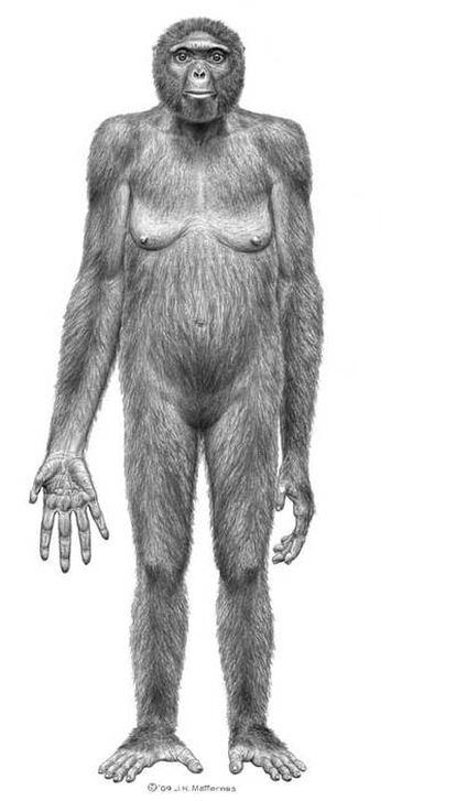 Representación del 'Ardipithecus ramidus'