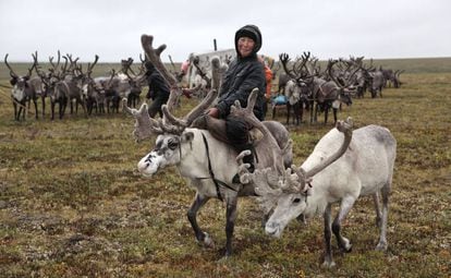 Pastores dolganos de renos en la tundra de la región de Krasnoyarsk (Rusia).