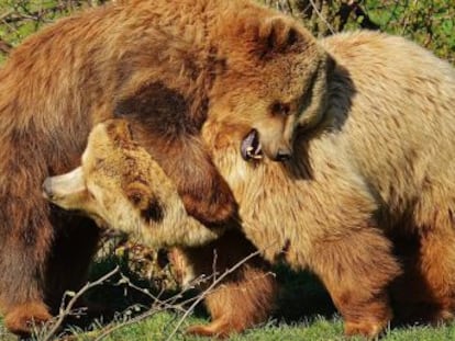 Conoce a los lemmings: animales suicidas, #Lo más visto en redes, Noticias, TVP