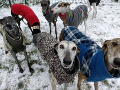 Algunos perros abrigados en las instalaciones de Animal Rescue España tras el paso de 'Filomena'