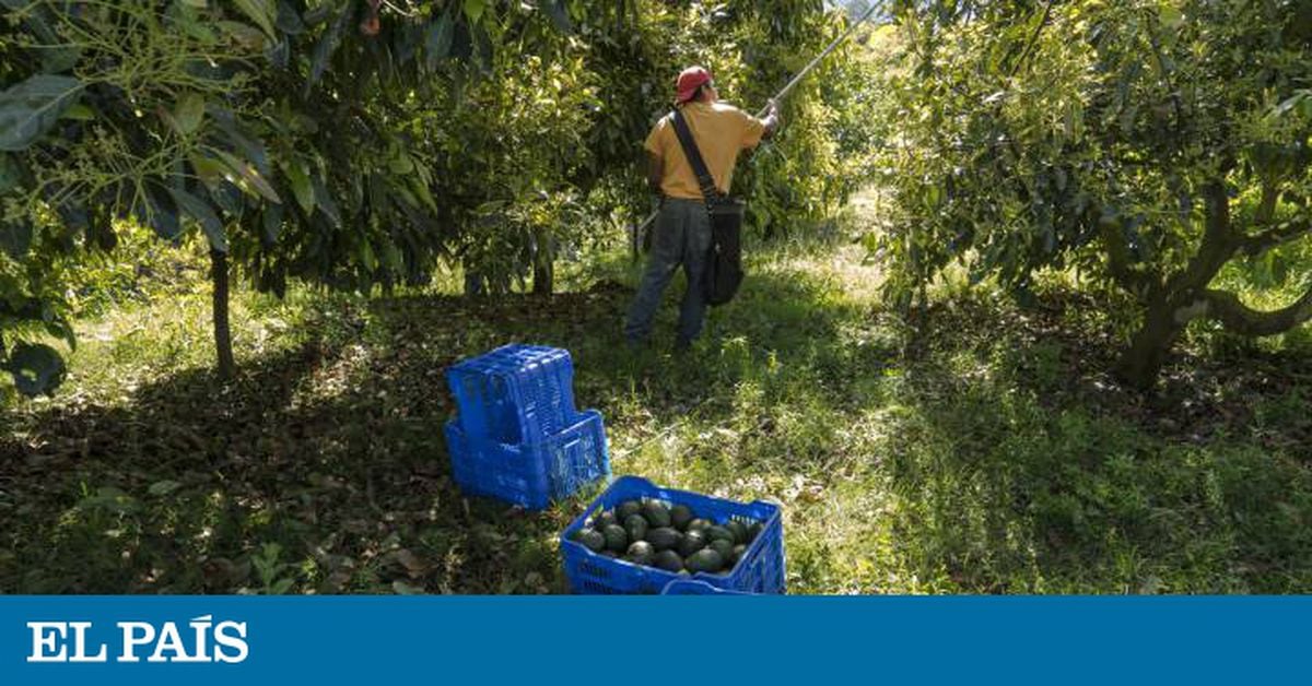 La maldición del aguacate | Internacional | EL PAÍS