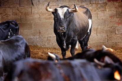 El toro <i>Ratón,</i> en los corrales de la ganadería de Gregorio de Jesús, en Sueca (Valencia).