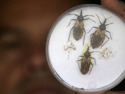 Tres ejemplares de Triatoma Dimidiatas, tipo insecto que chupa sangre y huésped del parásito que causa el contagio del Chagas.