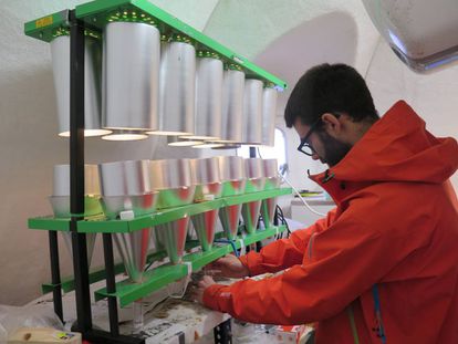 El investigador Pablo Escribano extrae colémbolos en el laboratorio de isla Decepción.