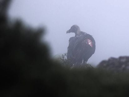 Un quebrantahuesos, liberado dentro del programa de reintroducción, en Picos de Europa. 