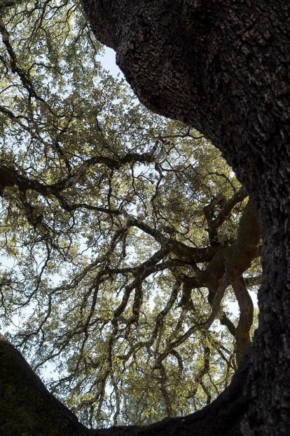 The huge holm oak unfolds in an infinite number of branches.