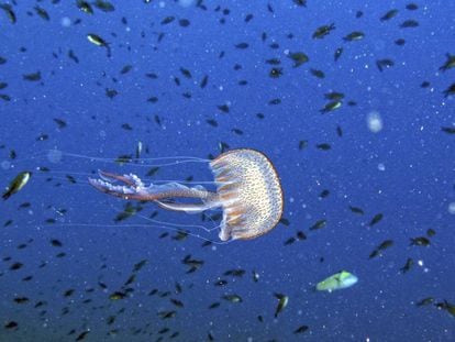 Ejemplar de pelagia noctiluca, medusa t&iacute;pica del mar Mediterr&aacute;neo.