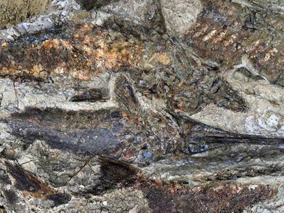 Peces fósiles acumulados en el yacimiento de Tanis.