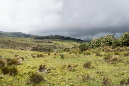 Un área del páramo que se encuentra en proceso de regeneración.