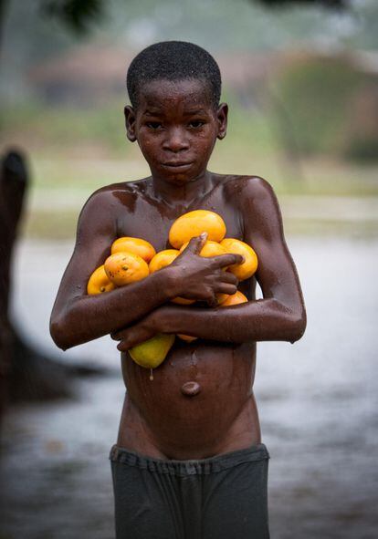 El recolector de mangos (República Centroafricana).