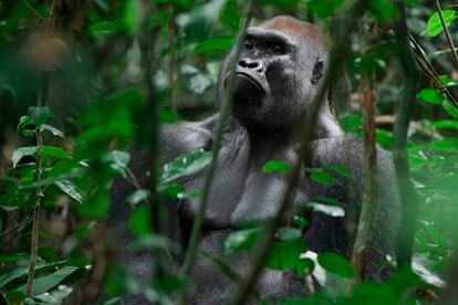 Un gorila en el norte de la República del Congo. En esta especie se ha detectado una incidencia especialmente alta de malaria