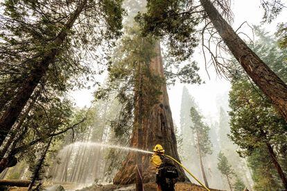 Dos incendios bautizados como Paradise y Colony han consumido 4.600 hectáreas de bosque en las última semana.