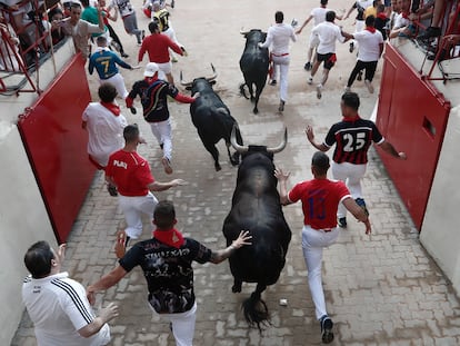 Los toros de la ganadería extremeña de Jandilla llegan a la plaza de Pamplona durante el sexto encierro de los sanfermines, el pasado miércoles.