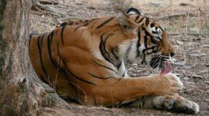 Una tigresa en el parque Ranthambhore, en India.