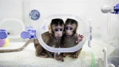 Cient&iacute;fico chinos han clonado primates con la t&eacute;cnica de la oveja &quot;Dolly&quot;.