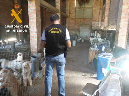 Un agente de la Guardia Civil, durante la investigación en el criadero clandestino de perros en Vegas del Genil (Granada).
