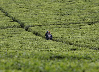 Dos trabajadores atraviesan una plantación situada a 50 kilómetros de Nairobi (Kenia).