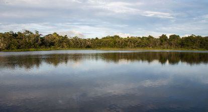 La laguna de Jatuncocha, que en kichwa significa laguna grande, es uno de los grandes atractivos del Parque Nacional Yasuní. Su grandeza yace en su belleza, la biodiversidad que habita en sus entrañas y en su majestuosidad. 