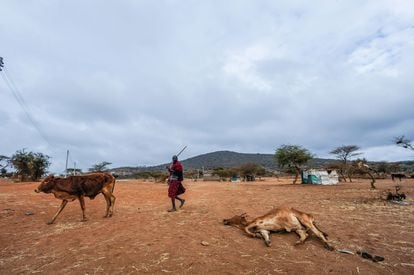 Cadáveres de animales muertos por la sequía en Kajiado, en el Valle del Rift, en noviembre de 2022. Kenia calculó ese otoño que 3,1 millones de personas estaban experimentando escasez de alimentos debido al cambio climático.