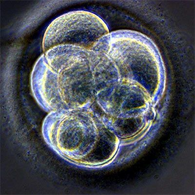 El embrión clonado en Newcastle, a los tres días de la transferencia nuclear.
