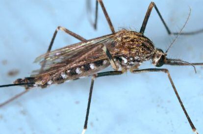 Fotograf&iacute;a cedida por el Centro para el Control de Enfermedades hoy, mi&eacute;rcoles 22 de agosto de 2012, donde se observa el mosquito conocido como Aedes japonicus. 