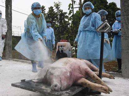 Un cerdo sacrificado en Hanoi el pasado 27 de mayo. 