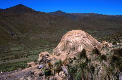 Una de las caba&ntilde;as de paja usadas por los pastores a lo largo del Camino Inca. 