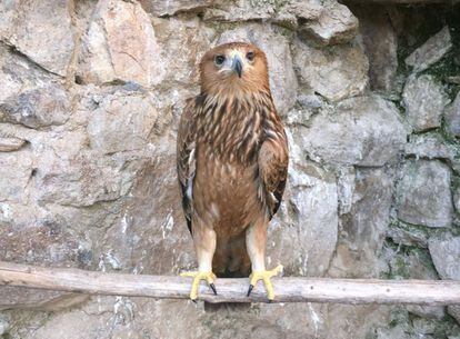 El &uacute;ltimo inquilino del centro, el &aacute;guila imperial lesionado del ala izquierda.