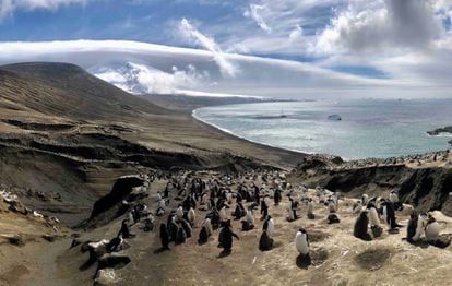 Una colonia de pingüinos en las islas Sandwich del Sur, donde sucedieron los terremotos analizados en el estudio.