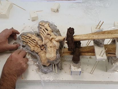 Elaboración de un molde de los restos óseos del 'Individuo 15' localizados en la necrópolis musulmana de Barcelona.