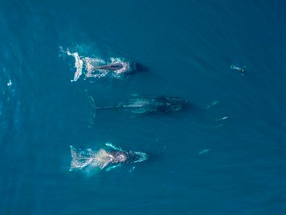 Vista aérea de un grupo de ballenas jorobadas en aguas del Pacífico mexicano.
