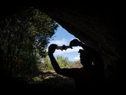 El ecoepidemiólogo Jordi Serra-Cobo, en una cueva de la Noguera (Lleida), estudia la transmisión de virus entre murciélagos y humanos.