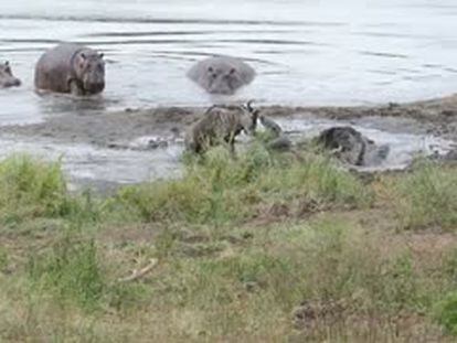 Un grupo de hipopótamos salva a un ñu de varios cocodrilos.