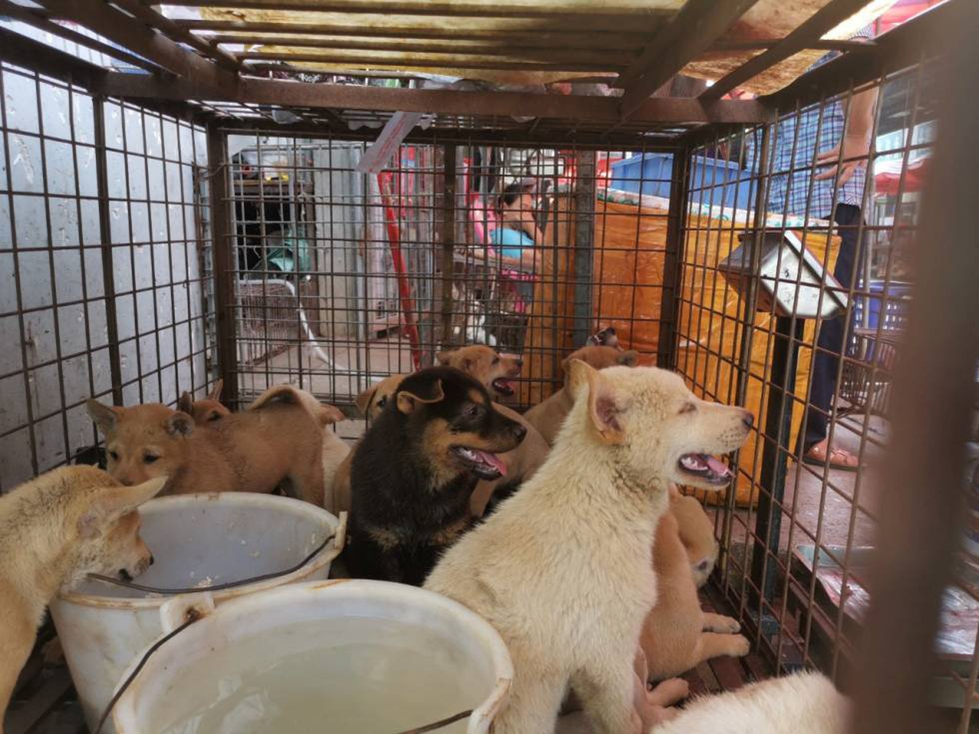 litro Saga Interconectar El festival de la carne de perro de Yulin afronta un futuro incierto desde  que esos animales ya no son ganado | Mundo animal | EL PAÍS