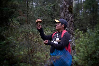 José Francisco Rojas, sostiene un par de hongos silvestres conocidos en lengua nahuatl como xotoma.